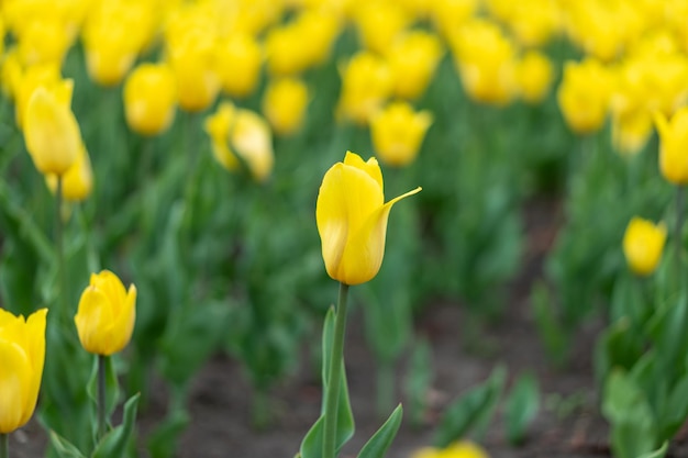 Żółte kwiaty tło na zewnątrz Wiosna sezon kwiaty Selektywna ostrość