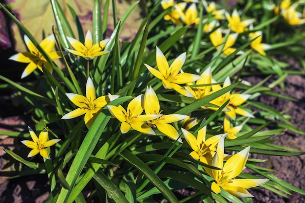 Żółte kwiaty Tulipa tarda w tle ogrodu