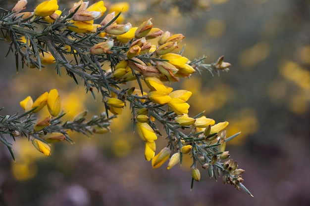 Żółte kwiaty Ulex powszechnie znane jako gorse furze lub whin to rodzaj roślin kwiatowych z rodziny bobowatych