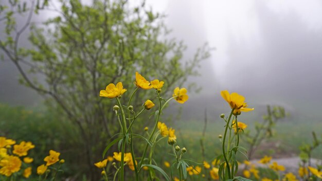 Żółte kwiaty w lesie mgły