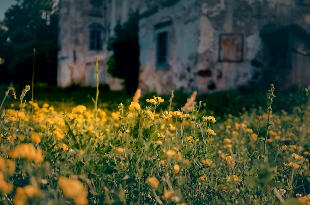 Zdjęcie Żółte kwiaty w opuszczonym ogrodzie