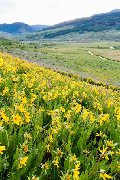 Żółte kwiaty w pełnym rozkwicie w górach.