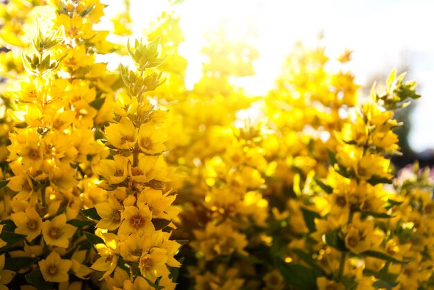 żółte kwiaty w słońcu
