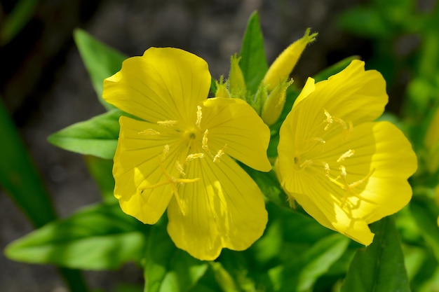 żółte kwiaty wiesiołka w ogrodzie