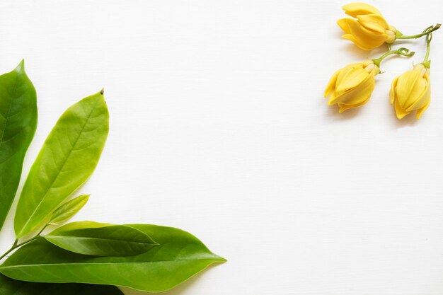 Zdjęcie Żółte kwiaty ylang ylang ułożone płasko w stylu pocztówki