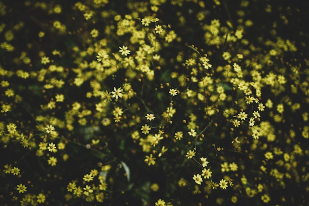 Zdjęcie Żółte kwiaty