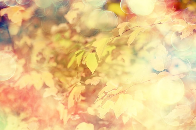 żółte liście bokeh sezonowe tło / piękne jesienne liście żółte gałęzie abstrakcyjne tło, koncepcja opadania liści