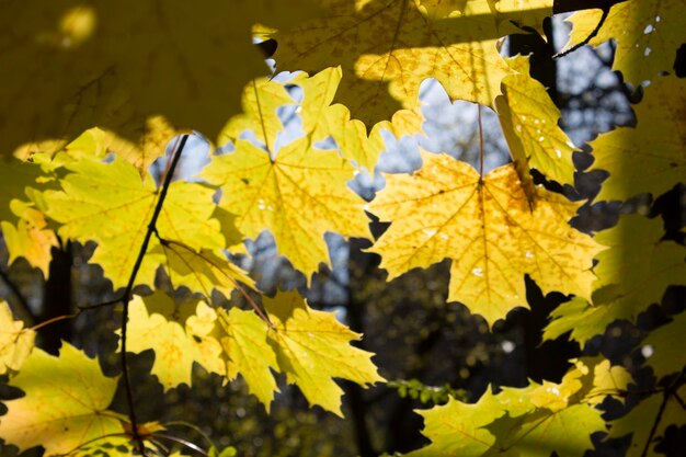 Żółte liście klonu gotowe do upadku, zdjęcie z bliska na tle bokeh jesienią