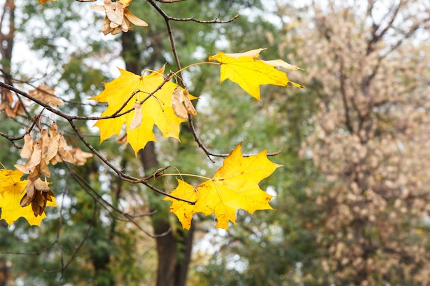 Żółte liście klonu w sezonie jesiennym z zamazanymi drzewami na tle.
