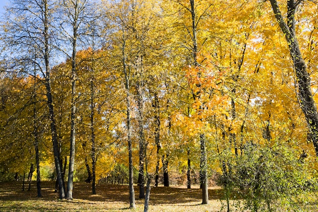 Żółte liście klonu w słonecznym lesie jesienią Park, prawdziwa jesienna natura