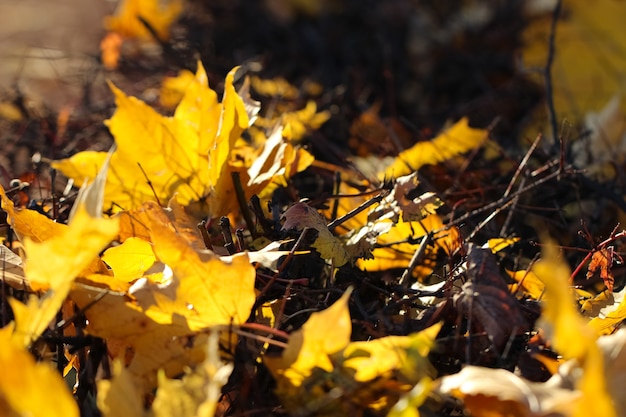 żółte liście klonu z selektywnym naciskiem na ziemię na jesienny sztandar