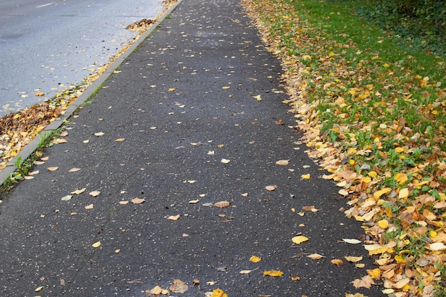 Żółte liście na asfaltowym chodniku zbliżenie