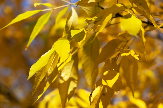 Żółte liście na drzewie