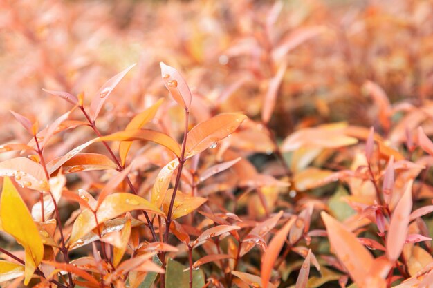 Żółte Liście Tekstury Tła Z Kroplami Wody Deszczowej Autumn Leaves