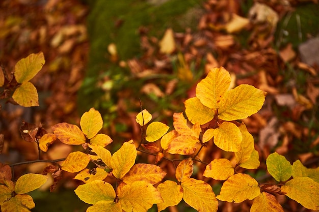 Żółte liście w jesiennym lesie Karpaty Ukraina Szlaki piesze i piesze na grzbiecie Borżawy Wieś w Karpatach jesienią