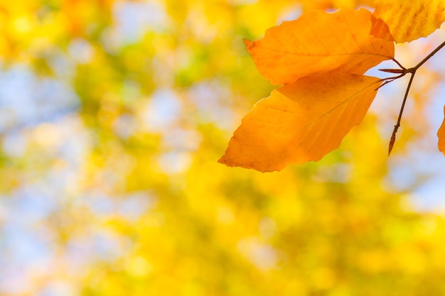 Żółte liście wiśni w kolorowym jesiennym parku z miejscem na kopię na tle bokeh