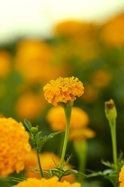 Żółte nagietki (Tagetes erecta Linn.)