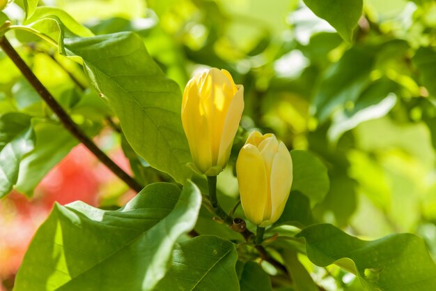 Żółte pąki magnolii. Dwa cudowne żółte pąki magnolii na drzewie otoczonym dużymi zielonymi liśćmi.