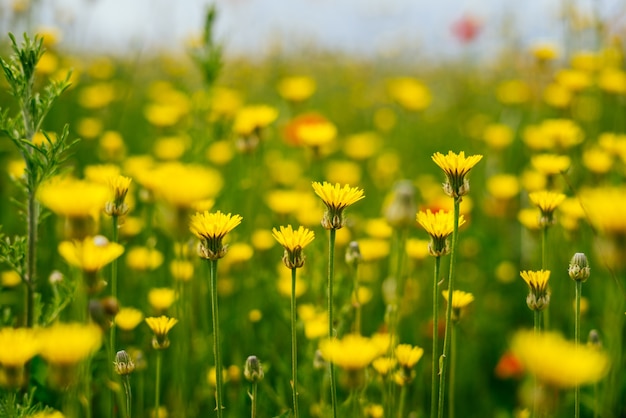 Żółte piękne małe kwiaty na zielonym tle