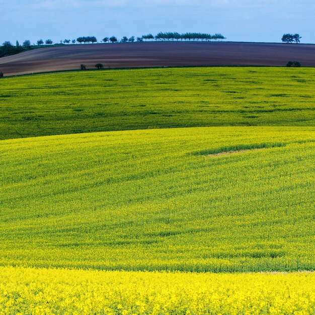 Żółte pola rzepaku na wiosnę