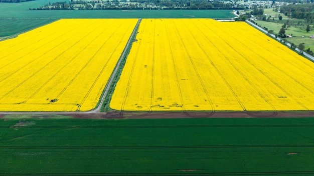 Żółte pole raps Widok z lotu ptaka z drona Widok z góry