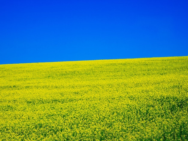 Żółte pole rzepaku i błękitne niebo w letni słoneczny dzień krajobraz jak flaga Ukrainy
