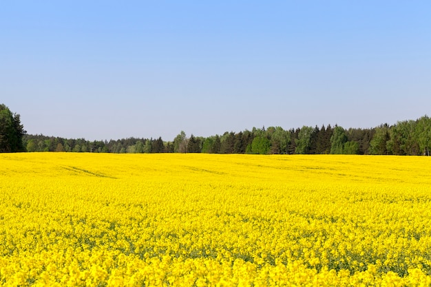Żółte pole rzepaku wiosną, las na horyzoncie