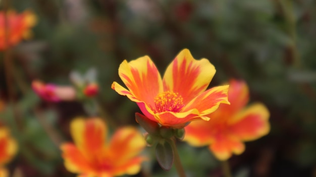 Żółte pomarańczowe kwiaty portulaca grandiflora, które kwitną rano około dziewiątej