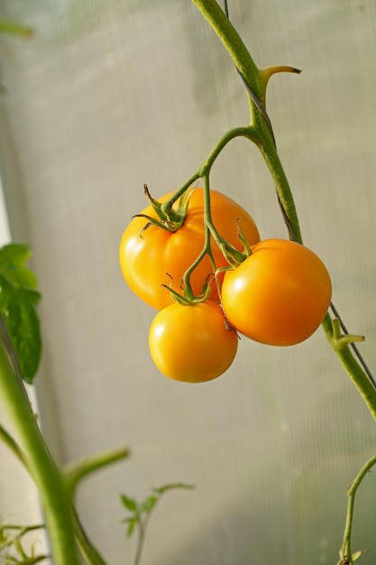 Żółte pomidory o różnym stopniu dojrzałości rosną w szklarni z poliwęglanu, w której uprawia się pomidory ekologiczne