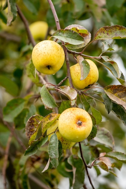 Żółte pyszne jabłka na gałęzi drzewa w ogrodzie