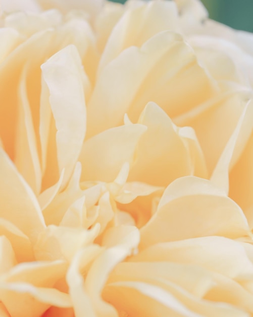 Żółte róże kwiaty tło Abstrakcyjne tło kwiatowe Makro różowych płatków tekstury miękki senny obraz Nieostry niewyraźny obraz