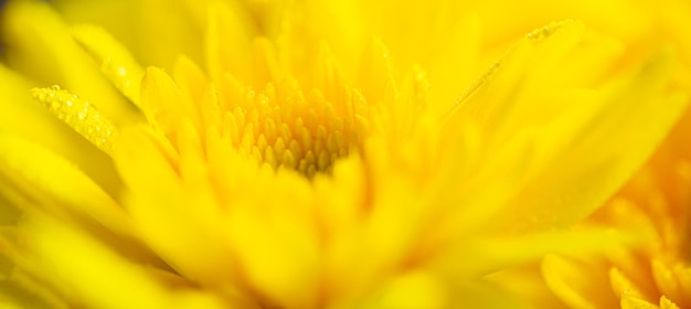 Żółte tło kwiat makro, żółte płatki chryzantemy makro strzał