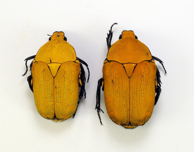 Żółte tropikalne chrząszcze Euchroea oberthuri na białym tle na biały makro. Chrząszcze kolekcjonerskie, coleoptera