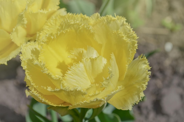 Żółte tulipany frotte Mon Amour Piękny żółty tulipan na zielonym tle