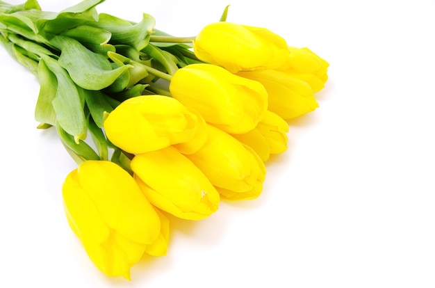 Żółte tulipany na białym tle