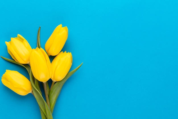 Żółte Tulipany Na Niebieskim Tle Wiosenna Kartka Z życzeniami Widok Z Góry Kopiowanie Miejsca