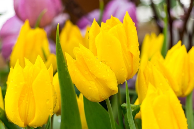 Żółte tulipany na polu tulipanów