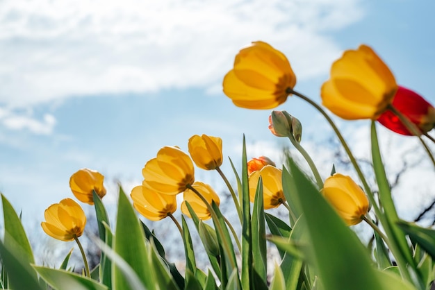 Żółte tulipany na tle błękitnego nieba w ogrodzie