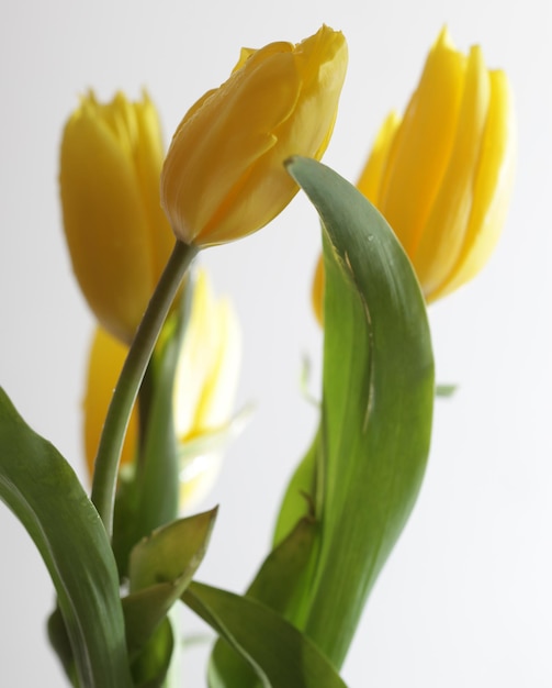 Żółte tulipany z bliska