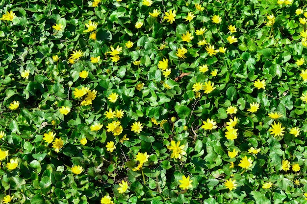 Żółte wczesne kwiaty Kaluzhnitsa Caltha Małe żółte wiosenne kwiaty
