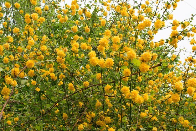 Żółte wiosenne kwiaty