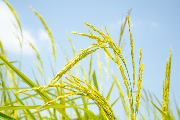 Żółte zielone pole ryżowe na tle błękitnego nieba