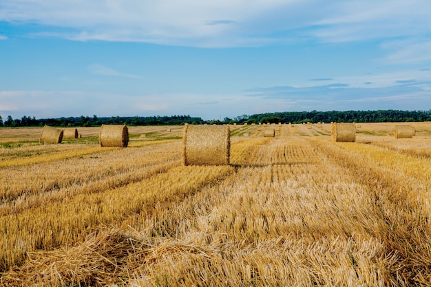 Żółte Złote Bele Słomy Siana Na ściernisku, Pola Rolne Pod Błękitnym Niebem Z Chmurami. Słoma Na łące. Naturalny Krajobraz Wsi. Uprawy Zbóż, Zbiory.