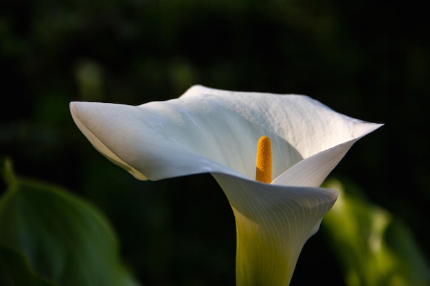 Żółto-biały kwiat Zantedeschia aethiopica kwitnący wiosną Calla palustris Copy space