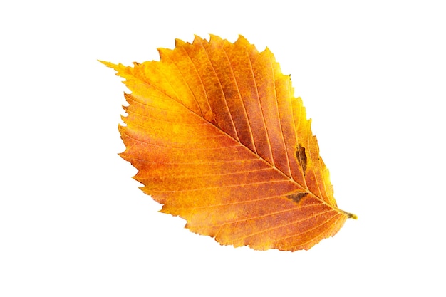 Żółto-czerwony opadły jesienny liść wiązu Ulmus na białym tle jest izolowany