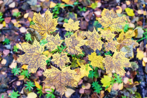 Zdjęcie Żółtoczarne liście klonu na gałęzi w lesie