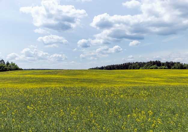 Żółtokwitnący rzepak latem