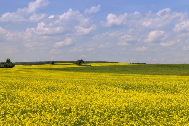 Żółtokwitnący rzepak latem