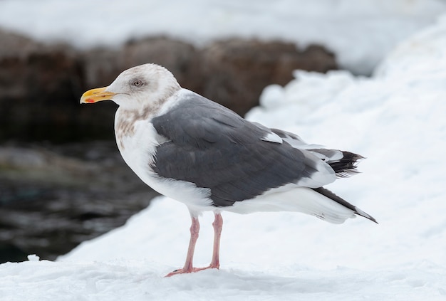 Żółtonogi SeaGull stoi na białym śniegu