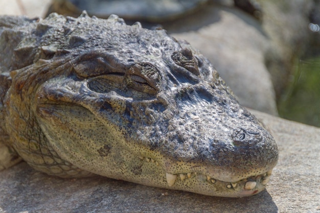 Żółty Aligator Czatu Na Zewnątrz W Rio De Janeiro W Brazylii.